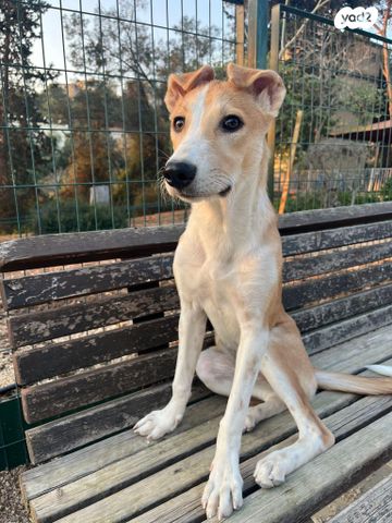 תמונת מודעה - חיות מחמד