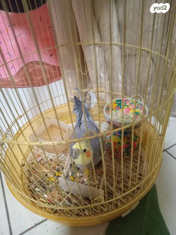 תמונת מודעה - חיות מחמד