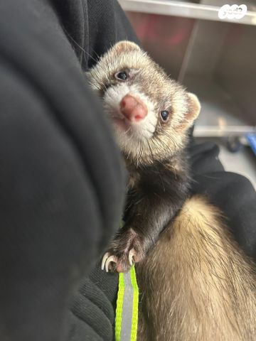 תמונת מודעה - חיות מחמד