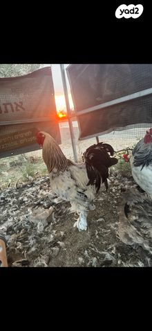 תמונת מודעה - חיות מחמד