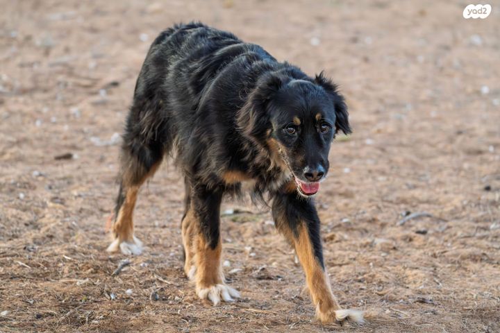 תמונת מודעה - חיות מחמד