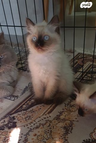 תמונת מודעה - חיות מחמד