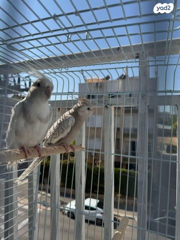 תמונת מודעה - חיות מחמד