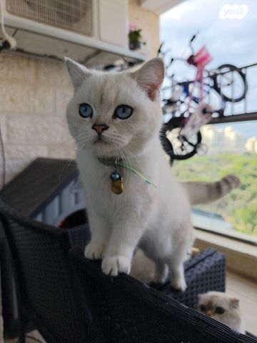 תמונת מודעה - חיות מחמד