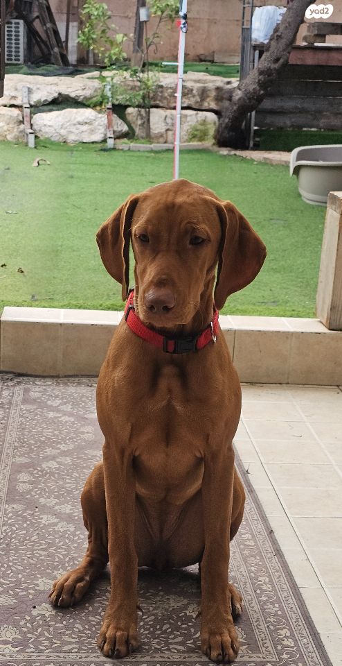 תמונת מודעה - חיות מחמד