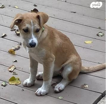 תמונת מודעה - חיות מחמד