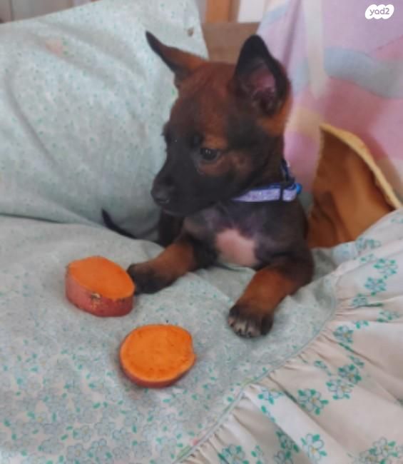 תמונת מודעה - חיות מחמד