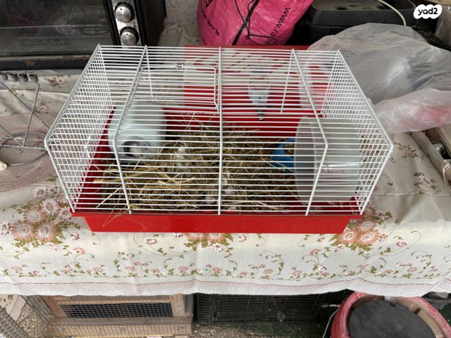 תמונת מודעה - חיות מחמד