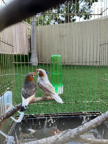 תמונת מודעה - חיות מחמד