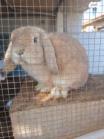 תמונת מודעה - חיות מחמד