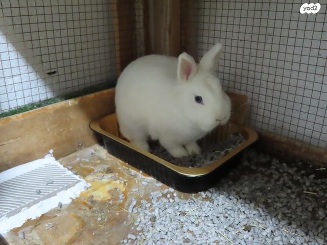 מכרסם ארנב ננסי