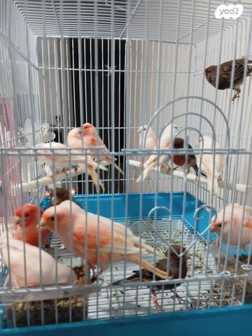 תמונת מודעה - חיות מחמד