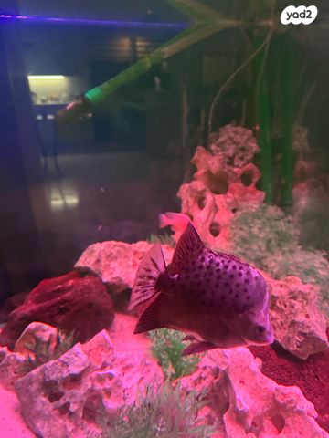 דג ציקלידים