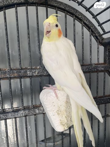 תוכי קוקוטייל