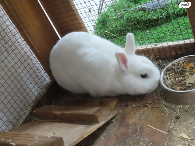 מכרסם ארנב ננסי