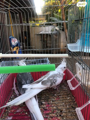 תוכי קוקוטייל