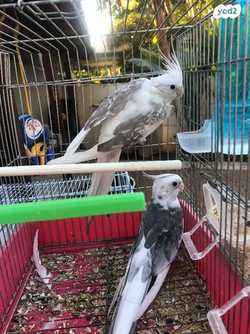 תוכי קוקוטייל