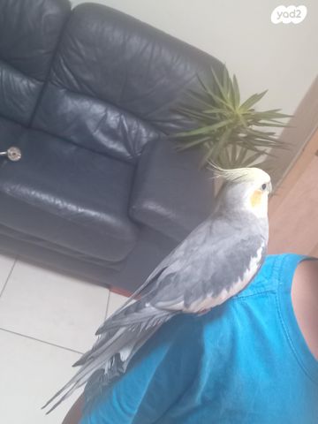 תוכי קוקוטייל