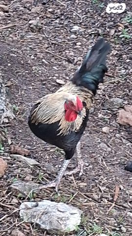 חיית משק בלאדי