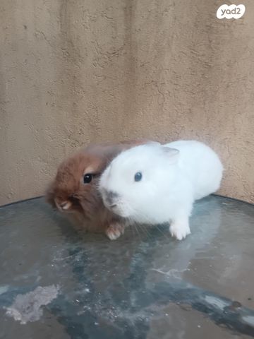 מכרסם ארנב \ שפן