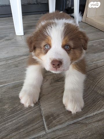 כלב רועים אוסטרלי