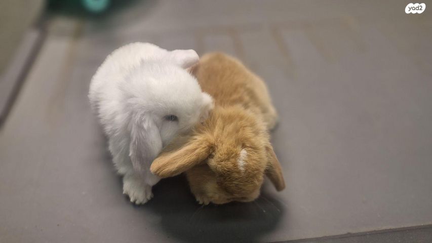 מכרסם ארנב שמוט אוזניים