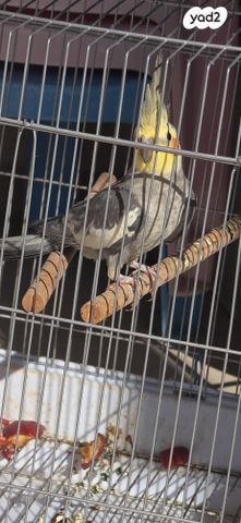 תוכי קוקוטייל