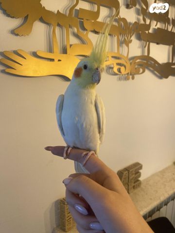 תוכי קוקוטייל