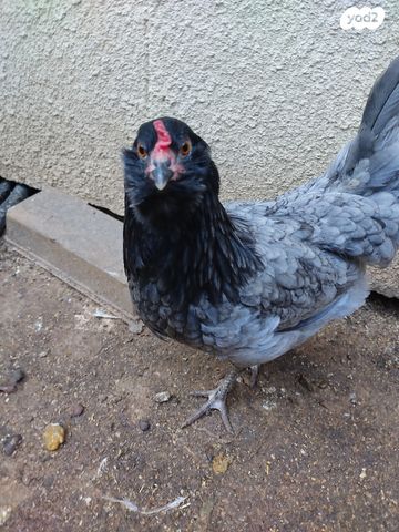 חיית משק בלאדי