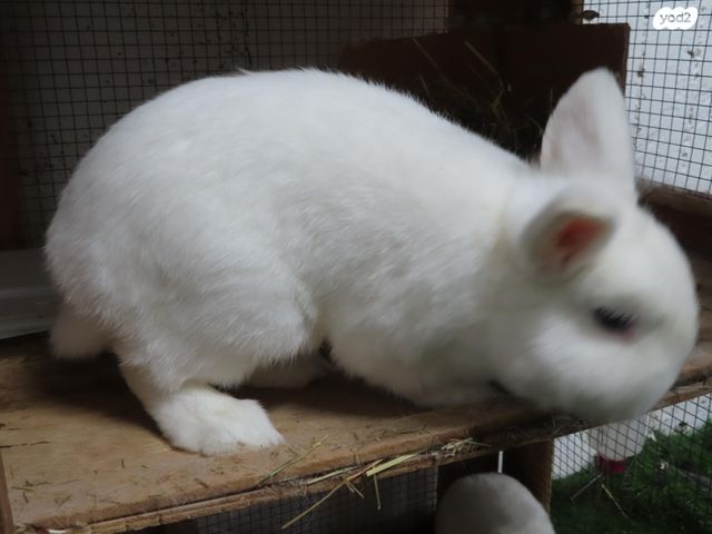 מכרסם ארנב ננסי