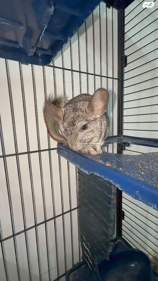 מכרסם צ'ינצ'ילה