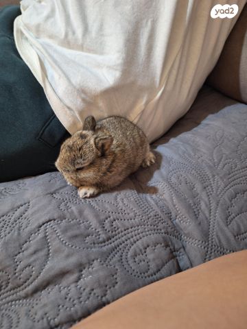 מכרסם ארנב ננסי