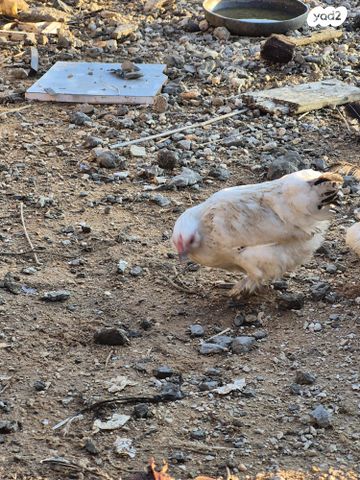 חיית משק בלאדי