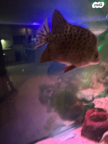 דג ציקלידים