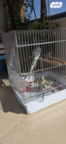 תוכי קוקוטייל