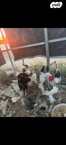 חיית משק בלאדי