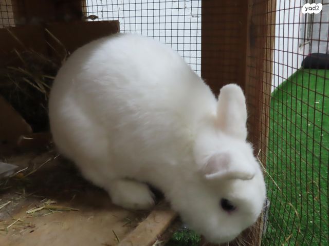 מכרסם ארנב ננסי