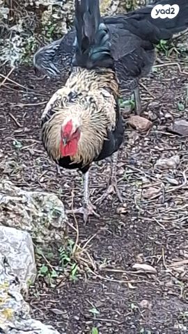 חיית משק בלאדי