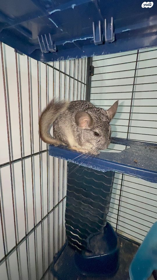 מכרסם צ'ינצ'ילה