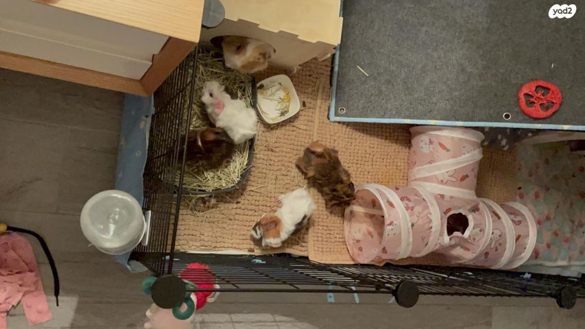 מכרסם שרקן \ קביה