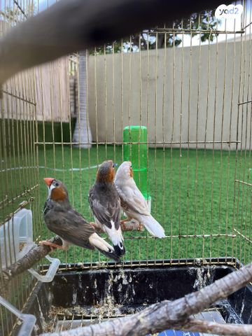 תוכי פינקים