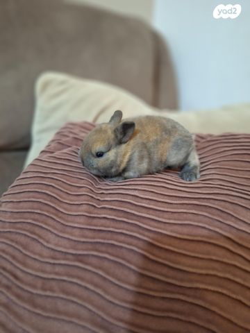 מכרסם ארנב ננסי