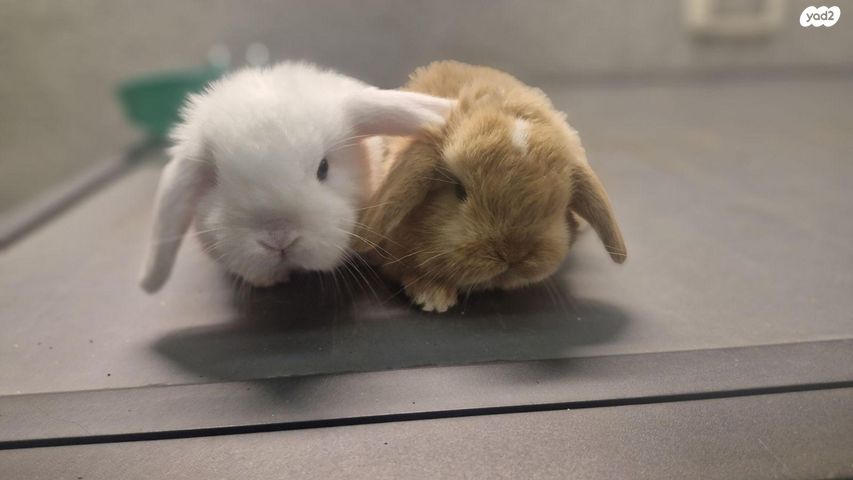 מכרסם ארנב שמוט אוזניים