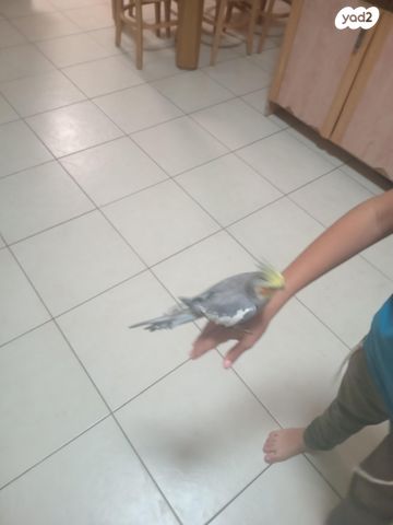 תוכי קוקוטייל