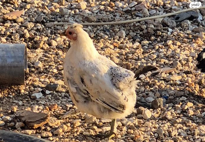 חיית משק בלאדי