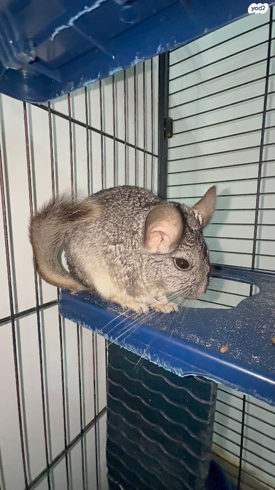 מכרסם צ'ינצ'ילה