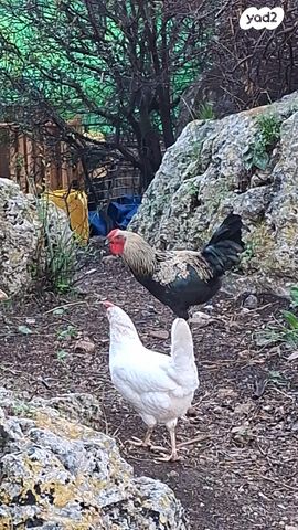 חיית משק בלאדי