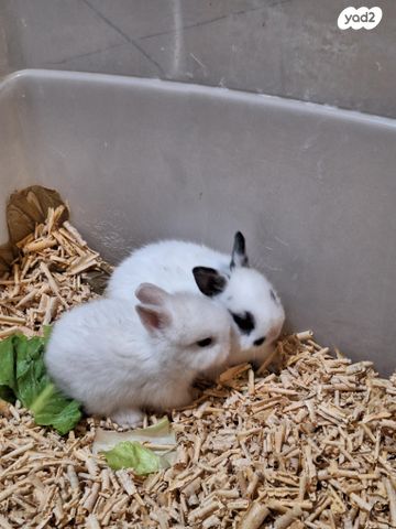 מכרסם ארנב ננסי