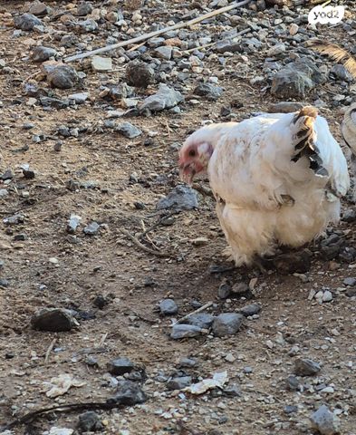 חיית משק בלאדי