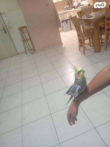 תוכי קוקוטייל